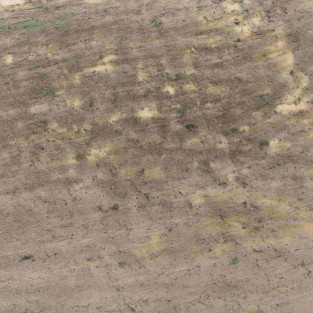 Oasis Green Translucent